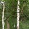 Lubomierz-Turbacz-Ochtonica Dolna