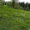 Lubomierz-Turbacz-Ochtonica Dolna