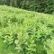 Lubomierz-Turbacz-Ochtonica Dolna