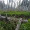 Lubomierz-Turbacz-Ochtonica Dolna