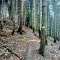 Gaboń-Szlachtowa-Wysoki Wierch-Szczawnica