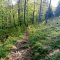 Gaboń-Szlachtowa-Wysoki Wierch-Szczawnica