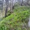 Gaboń-Szlachtowa-Wysoki Wierch-Szczawnica