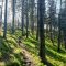 Gaboń-Szlachtowa-Wysoki Wierch-Szczawnica