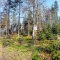 Gaboń-Szlachtowa-Wysoki Wierch-Szczawnica